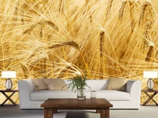 Golden Wheat Wallpaper, as seen on the wall of this living room, is a photo mural of delicate yellow wheat stems blowing in the wind from About Murals.