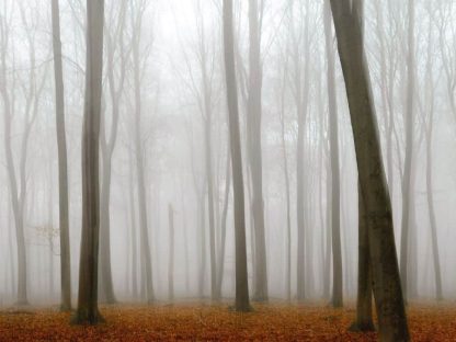 Gray Fall Wallpaper is a wall mural of a beech tree forest on a foggy day from About Murals.