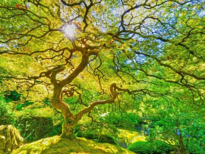 Green Japanese Maple Wallpaper is a photo wall mural of a tree in an oriental garden overlooking a zen pond from About Murals.