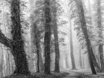 Monochrome Forest Wallpaper is a grey wall mural of a path meandering under vine covered trees in a foggy forest from About Murals.