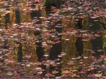 Red Leaves Wallpaper is a photo mural of fall leaves floating on a pond with reflections of a maple tree forest in the background from About Murals.