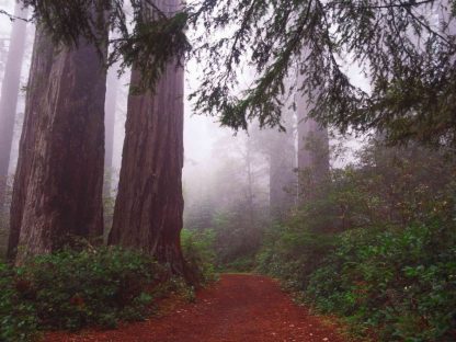 Redwood Wallpaper is a photo mural of ancient coniferous trees against a misty background in a redwood forest from About Murals.
