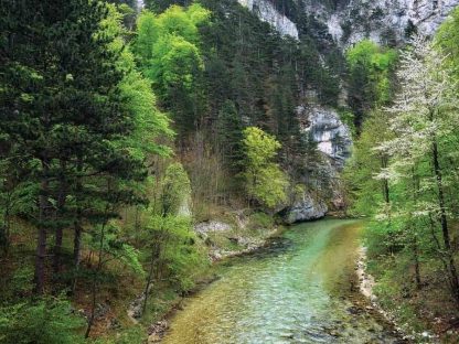 River Wallpaper is a photo mural of a stream in the Austrian Alps flowing through a green forest from About Murals.