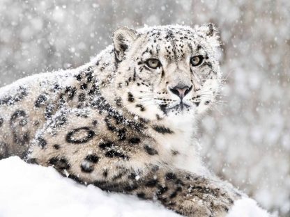 Snow Leopard Wallpaper is a photo mural of a black and white leopard in the snow from About Murals.