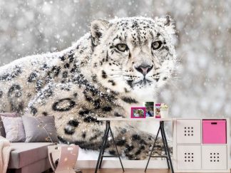Snow Leopard Wallpaper, as seen on the wall of this leopard room, is a photo mural of a large white cat in winter from About Murals.