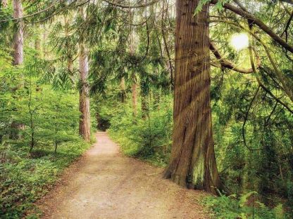 Summer Forest Wallpaper is a photo mural of sunrays shining through coniferous trees in a forest over a walking path from About Murals.