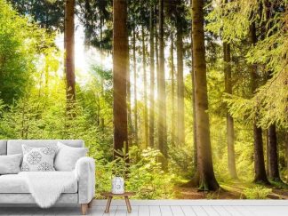 Sunlight Wallpaper, as seen on the wall of this nature themed living room, is a photo mural of sunbeams in a spruce tree forest from About Murals.