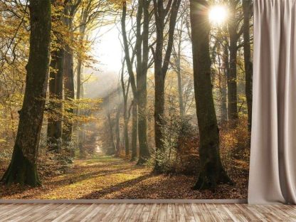Golden Forest Wallpaper, as seen on the wall of this fall room, is a photo mural of sun shining through yellow autumn trees onto a forest path from About Murals.