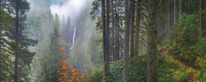 Oregon Forest Wallpaper is a landscape mural of Silver Falls State Park in Oregon with orange autumn trees and pine trees in a misty fog from About Murals.