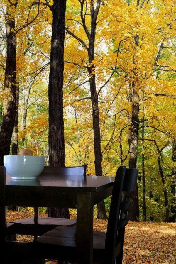 Yellow Forest Wallpaper, as seen on the wall of this dining room, is a photo mural of tall Maple trees in an autumn forest from About Murals.