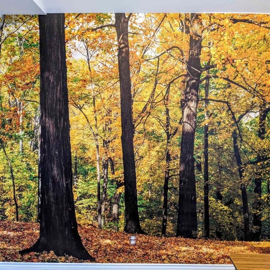 Yellow Forest Wallpaper, as seen on the wall of this room, is a photo mural of autumn sun hitting the leaves of a Maple tree forest from About Murals.