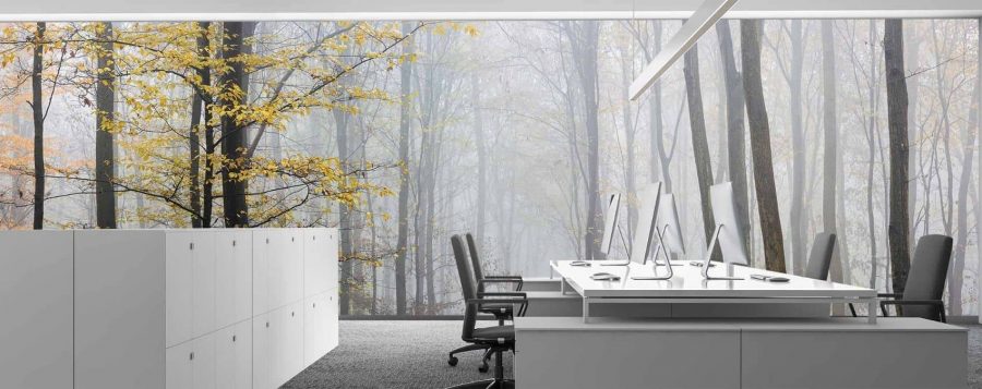 Yellow Trees Wallpaper, as seen on the wall of this office, is a photo mural of a gold autumn forest against a gray misty background from About Murals.