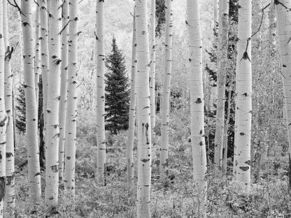 Aspen Wallpaper is a photo mural of black and white Aspen trees in a forest from About Murals.