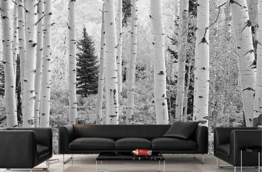 Aspen Wallpaper, as seen on the wall of this black living room, is a wall mural of black and white aspen trees in a Colorado forest from About Murals.
