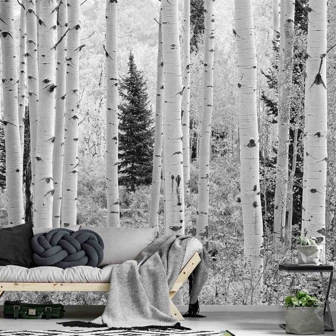 Aspen Wallpaper, as seen on the wall of this grey living room, is a photo mural of black and white Aspen trees in Elk Mountains, Colorado from About Murals.