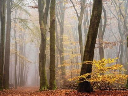Foggy Fall Wallpaper is a wall mural of yellow trees in a beautiful autumn forest from About Murals.