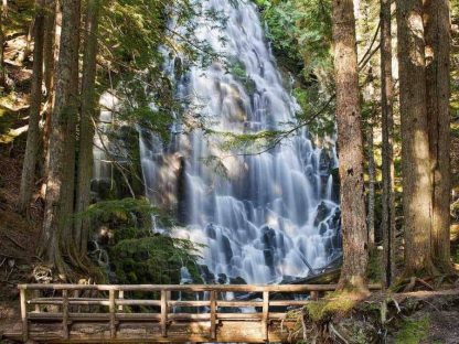 Pine Forest Wallpaper is a wall mural of Ramona Falls, Portland, Oregon from About Murals.