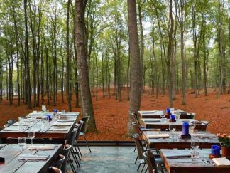 Green Fall Wallpaper, as seen on the wall of this restaurant, is a panoramic photo mural of a path in a green autumn forest with dried orange leaves from About Murals.