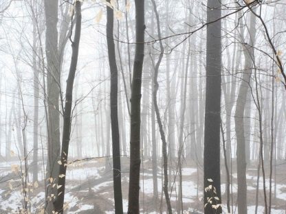 Winter Forest Wallpaper is a photo mural of tall trees in a snowy forest from About Murals.