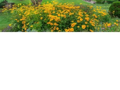 Black Eyed Susan Wallpaper is a floral wall mural of black and yellow flowers in a garden from About Murals.