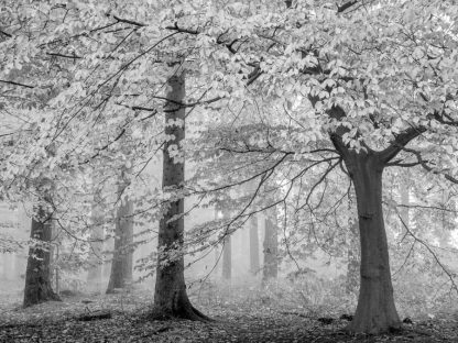 Black and White Trees Wallpaper is a wall mural of textured trees in a foggy forest from About Murals.