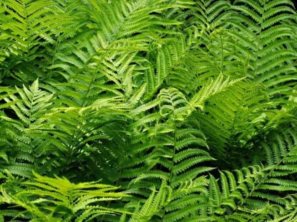 Fern Wallpaper is a wall mural of large green fronds up close from About Murals.