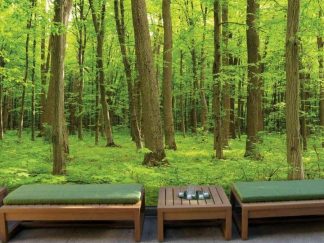 Green Maples Trees Wallpaper, as seen on the wall of this lounge, is a photo mural of a green forest from About Murals.