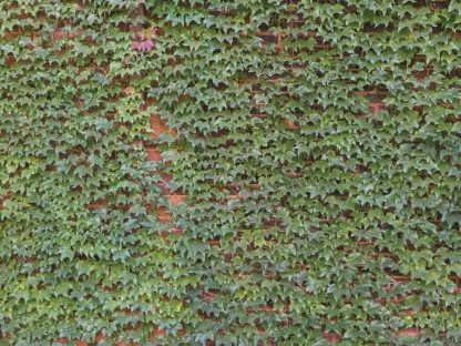 Ivy Wallpaper is a wall mural of green ivy on brick wall from About Murals.