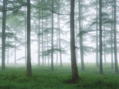 Sea of Trees Wallpaper is a wall mural of delicate evergreen trees standing tall in thriving green grass in a misty forest in Japan from About Murals.