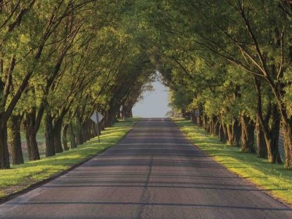 Tree Tunnel Wallpaper is a wall mural of an arch of green trees hovering over a country street near farm fields from About Murals.