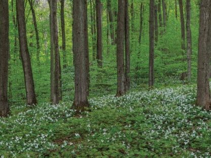 Trillium Wallpaper is a photo wall mural of trillium flowers in a spring forest from About Murals.
