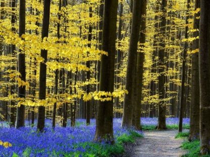 Flower Forest Wallpaper is a photo wall mural of a path winding through yellow trees and purple flowers from About Murals.