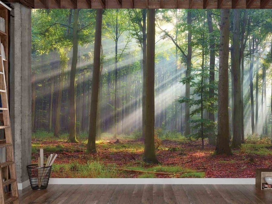 Bright Forest Wallpaper, as seen on the wall of this office, is a photo mural of sunlight beaming through green trees in a forest from About Murals.
