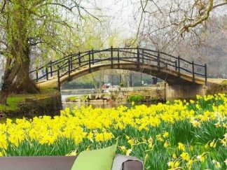 Daffodil Wallpaper, as seen on the wall of this living room, is a photo mural of a bridge in an English Park overlooking a pond and yellow flowers from About Murals.