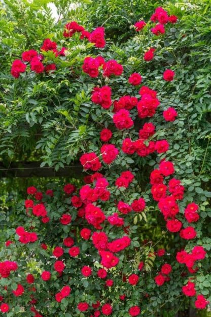 Rose Garden Wallpaper is a wall mural with beautiful red flowers hanging over a balcony from About Murals.