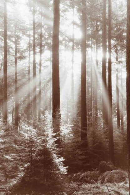 Sun Forest Wallpaper is a wall mural of sunrays shining through pine trees in a brown forest from About Murals.