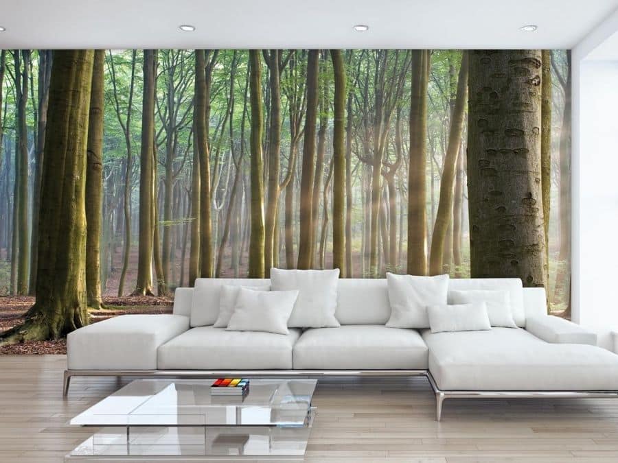 Forest Sun Wallpaper, as seen on the wall of this living room, is a photo mural of sunbeams shining through tall trees in a forest from About Murals.