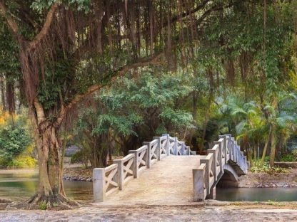 White Park Bridge Wallpaper is a wall mural of an arch bridge in a tropical park with palm trees and a banyan tree from About Murals.