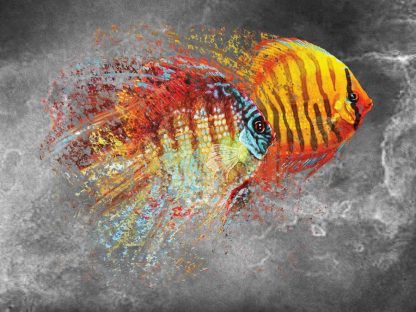 Discus Wallpaper is a fish mural with an abstract discus splatter on a gray background from About Murals.