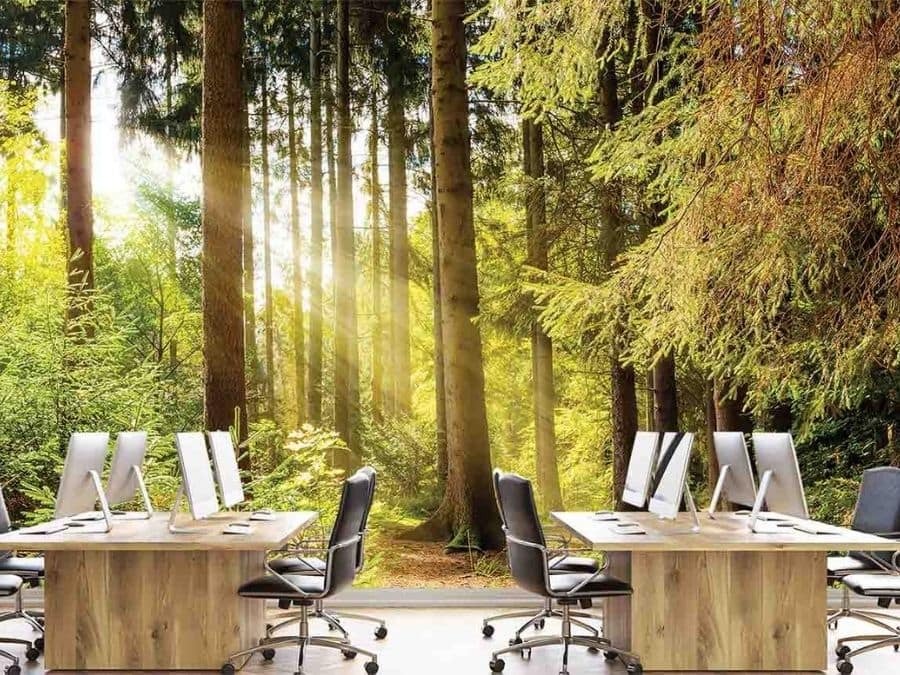 Commercial Wallpaper Canada, as seen on the wall of this corporate office, is a photo mural of sun rays shining into a pine forest from About Murals.