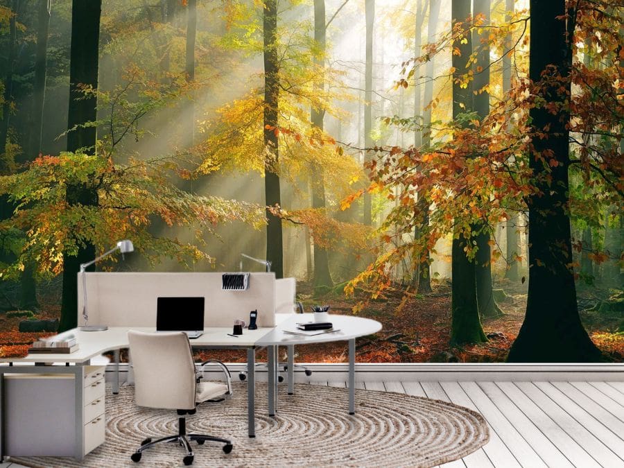 Sunny Autumn Wallpaper, as seen on the wall of this light office, is a photo wallpaper of sunbeams shining through yellow trees in a fall forest from About Murals.