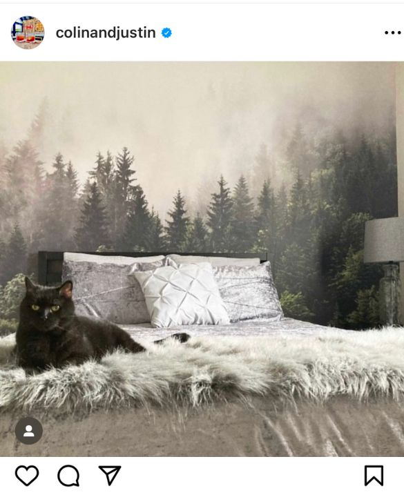 A photo of safe wallpaper features a cat lounging on a bed in front of a foggy forest mural from Colin and Justin, purchased from About Murals.