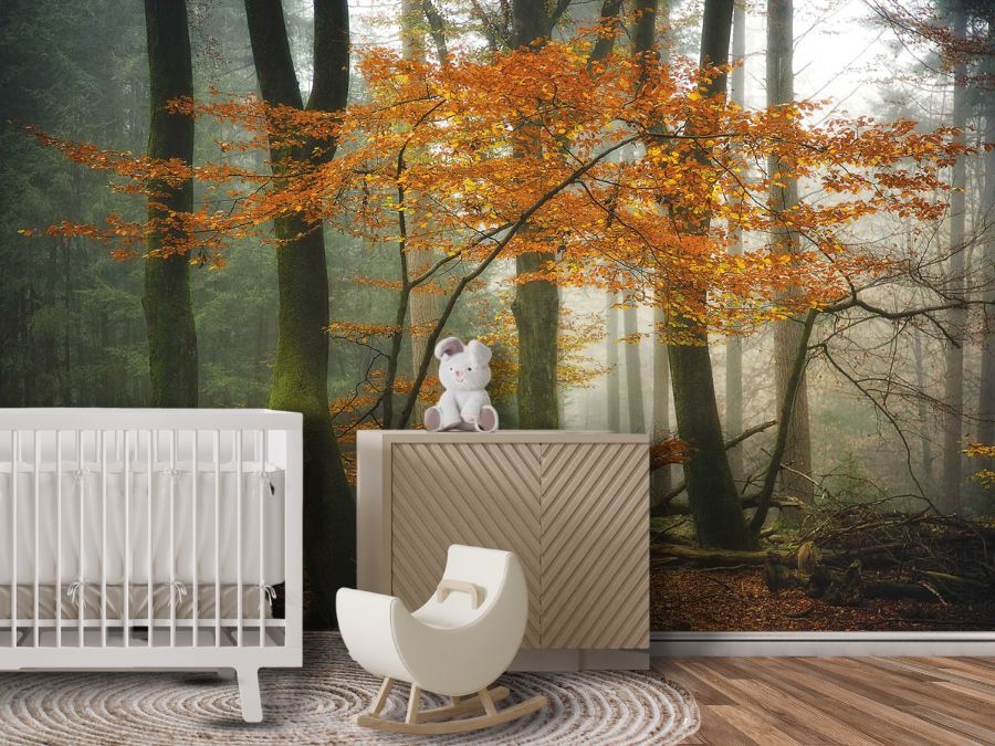 Shop removable wallpaper murals, like this autumn wall mural in a nursery, from About Murals.